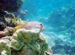 Spotted coral blennie.