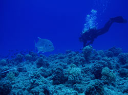 Scientists working hard to assess the health of coral reefs, while large fish like ulua look on.