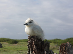 A Tern chick perches on a tree stump overlooking the newly restored native plant fields.