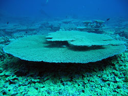 The coral reefs are allowed to flourish when human influence is removed.