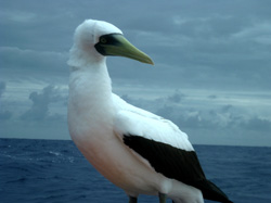 A Masked Boobie sitting on the bow.