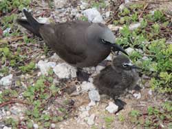 A brown noddy and chick.
