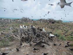 Birds come back to nest on Tern Island.