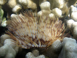 The alien feather duster worm.