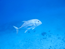 An ulua, apex predator, found on the reefs at Pearl and Hermes Atoll.