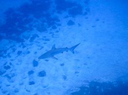 A gray reef shark, apex predator, found on the reefs at Pearl and Hermes Atoll.