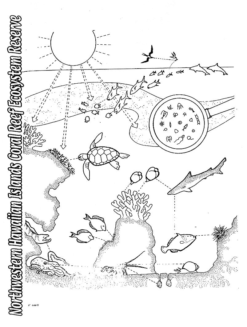 ocean ecosystem coloring pages free - photo #14