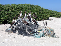Brown Boobies (<i>Sula leucogaster</i>) sitting on a pile of marine debris on Green Island, Kure Atoll.