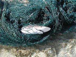 Shark entangled in derelict fishing net.
