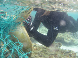 Diver frees turtle entangled in derelict fishing net.