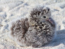 Laysan albatross chick.