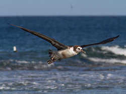 A young Laysan Albatross overcomes the odds and heads for the far North Pacific.