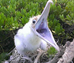 A screaming Great Frigatebird chick in its nest in the naupaka on Laysan.