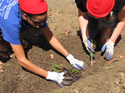Planting native, low-lying shrubs of ʻākulikuli.