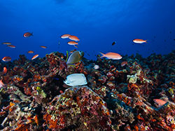 Deep reef off Midway Atoll dominated by Hawaiian endemic reef fish species.