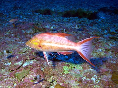 A male Hawaiian Pigfish (<em>Bodianus bathycapros</em>) at 320 feet, Kure Atoll.