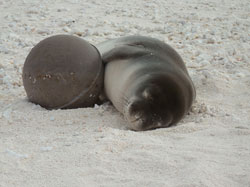 Monk seal pup