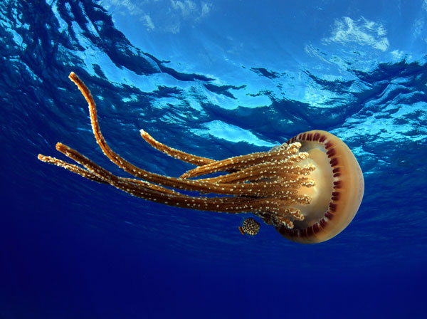 Jellyfish at Pearl and Hermes Atoll, Papahanaumokuakea Marine National Monument