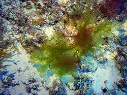 New species of algae at 188 ft m depth from Kure Atoll in the Northwestern Hawaiian Islands, Papahānaumokuākea Marine National Monument.