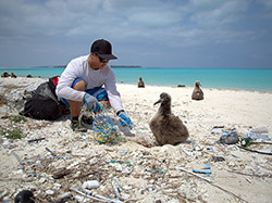 A team member removes marine debris from an entangled albatross chick at Midway Atoll.