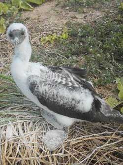 William, the Masked Booby chick, along the Laysan lake trail. 