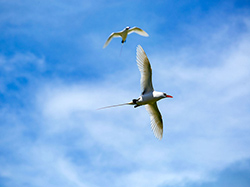 Red-tailed Tropicbirds fly overhead during the President's visit.
