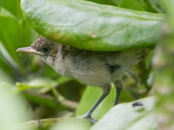 The first Millerbird fledgling on Laysan in nearly 100 years.