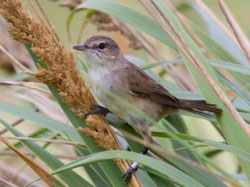 The Millerbird with her colored bands is perched in the native bunch grass.