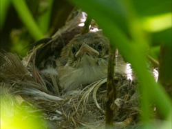 A Millerbird nestling.  This chick later fledged.