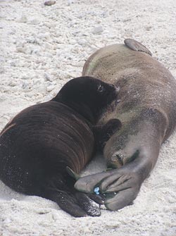 Hawaiian monk seal mother (right) and her nursing pup.