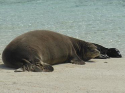 Monk seal with pup on North Shore of Laysan Island.