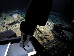 The manipulator arm of the ROV <em>Deep Discoverer</em> places an unidentified sponge in a sampling drawer.