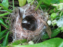 Nihoa Millerbird Nest
