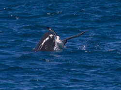Shark attacking an unlucky young albatross.