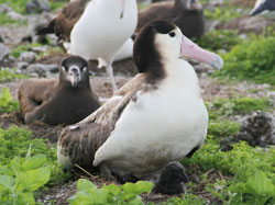 Short-tailed albatross and chick.