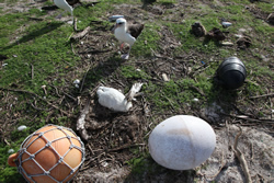 The tsunami swept across Midway Atoll's Eastern Island spreading plastic debris and killing thousands of birds.