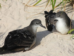 A pair of Wedge-tailed Shearwaters, caught in a quiet moment.