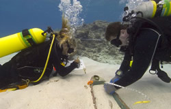 Kelly Gleason and Tane Casserley document a gudgeon at the British whaling shipwreck Pearl.
