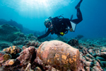 Dr. Kelly Gleason investigates a ginger jar at the Two Brothers shipwreck site at French Frigate Shoals