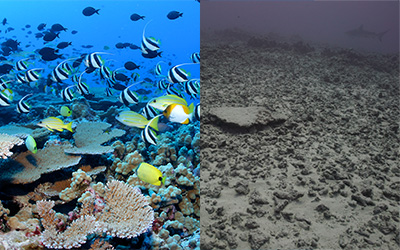 Left: Fish school at French Frigate Shoals prior to Hurricane Walaka. Right: Divers observed devastating damage to coral reef sites at French Frigate Shoals.
