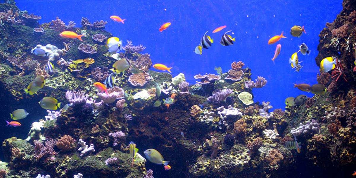 Waikīkī Aquarium’s 4,000 gallon Northwestern Hawaiian Islands display. Credit: Waikīkī Aquarium