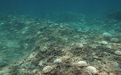 Bleaching at Pearl and Hermes Atoll.