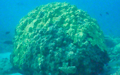 Large coral head.