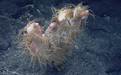 Crinoids and basket stars cover this leafy glass sponge on Hoʻoikaika Seamount.