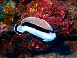 The banded angelfish like this one at Nihoa is endemic to Hawaiian waters.