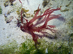 An unidentified red algae photographed at 290 feet, Pioneer Bank, Papahānaumokuākea Marine National Monument.