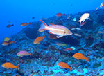 A high-endemism deep reef fish community at 300 feet, Kure Atoll, Papahānaumokuākea Marine National Monument.