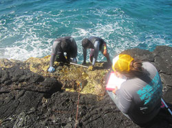 Albert Espaniola and Van Nicholas Velasco count numerous intertidal species.