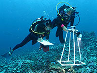 Researchers conduct a reef survey using a photo quadrat in the Northwestern Hawaiian Islands.