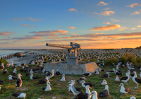 Laysan albatross cover the shores of Midway Atoll. 